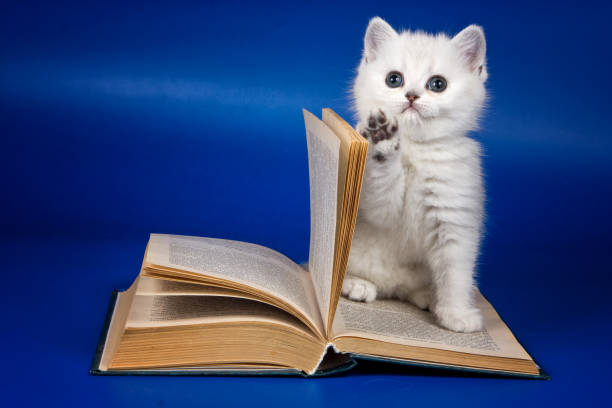 istock Cute fluffy white british kitten and old book 1212783480