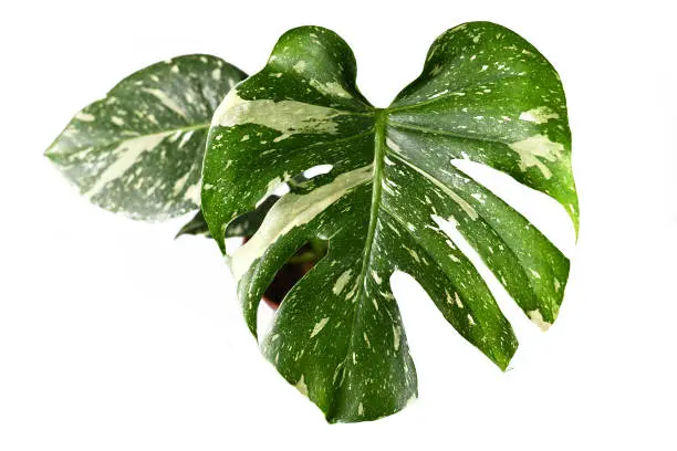 Photo of Leaf of exotic white sprinkled rare variegated tropical 'Monstera Deliciosa Thai Constellation' house plant isolated on white background