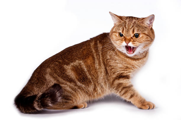 silbidos y ataques de gato tabby de jengibre enojado (aislado en blanco) - sisear fotografías e imágenes de stock