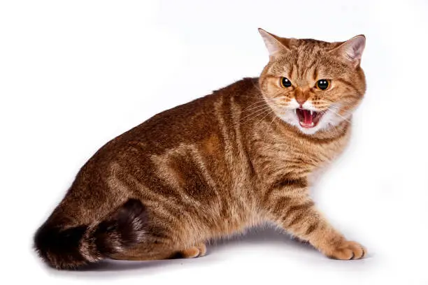 Angry ginger tabby cat hisses and attacks (isolated on white)