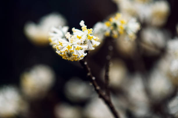 Plants and Flowers: Edgeworthia Chrysantha - Edgeworthia Papyrifera plant