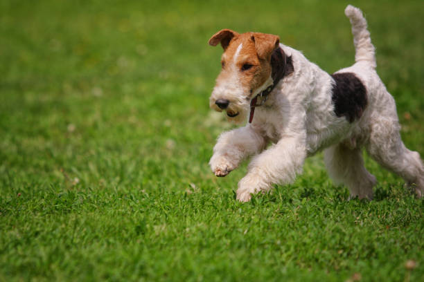 istock Dog Fox Terrier runs after a toy on the grass 1212784241