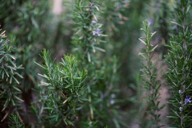 istock Plants and Flowers: Rosemary plant (Rosmarinus Officinalis) 1212784298