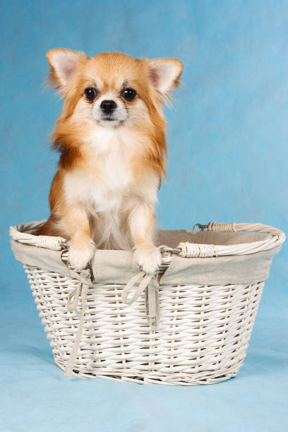 istock Redhead chihuahua dog in a basket 1212784301