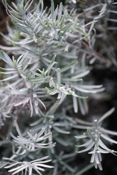 istock Plants and Flowers: lavender plant leaves,Lavandula Angustifolia 1212785694