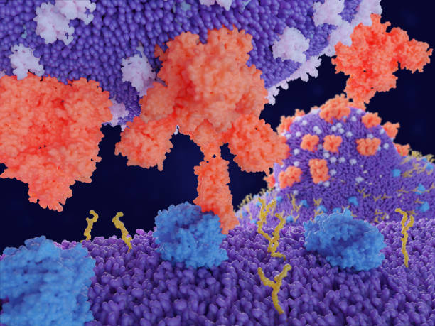 The coronavirus penetrates in human cells through binding of the spike protein to the ACE2 receptor Binding of the coronavirus spike protein(red)  to an ACE2 receptor (blue) on a human cell leads to the penetration of the virus in the cell, as depicted in the background. penetration stock pictures, royalty-free photos & images