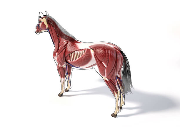 istock Horse Anatomy. Muscular system with black outline. 1212786042