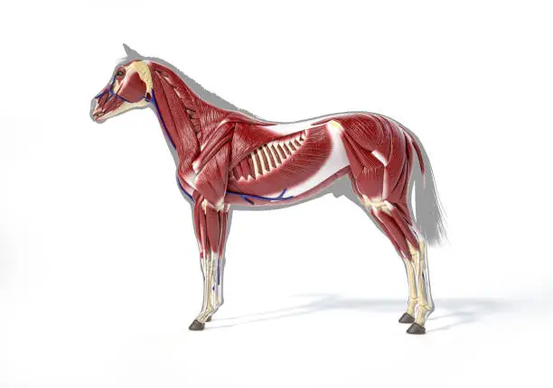 Horse Anatomy. Muscular system over grey silhouette. Side view on white background. Clipping path included.