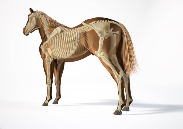 istock Horse Anatomy. Skeletal system with ghost effect. 1212786054