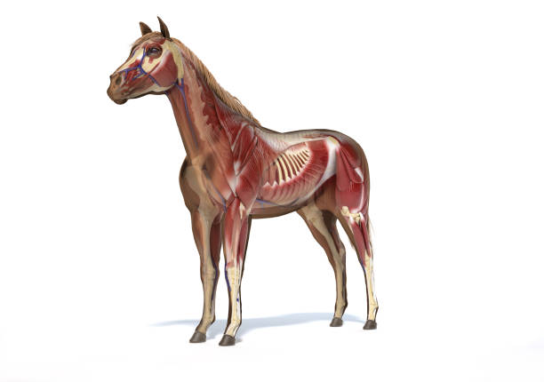 istock Horse Anatomy. Muscular and skeletal systems with ghost effect 1212786056