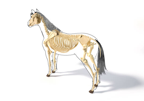 istock Horse Anatomy. Skeletal system with black outline. 1212786169