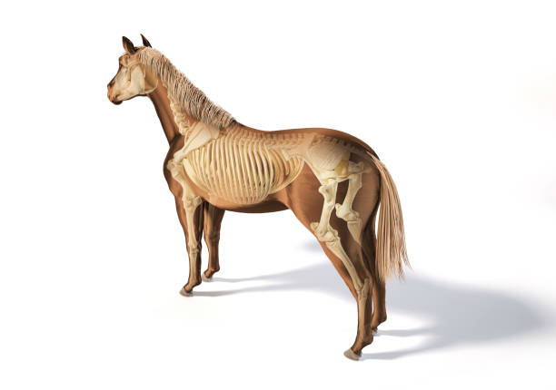istock Horse Anatomy. Skeletal system with ghost effect. 1212786171