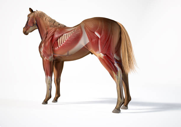 istock Horse Anatomy. Muscular system with ghost effect. 1212786189