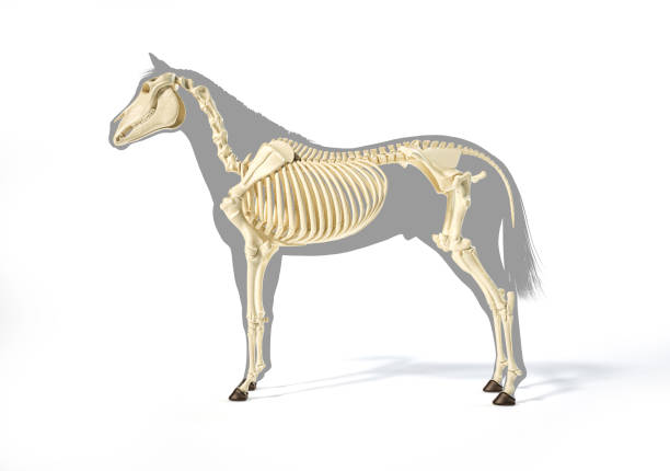 istock Horse Anatomy. Skeletal system over grey silhouette. 1212786191