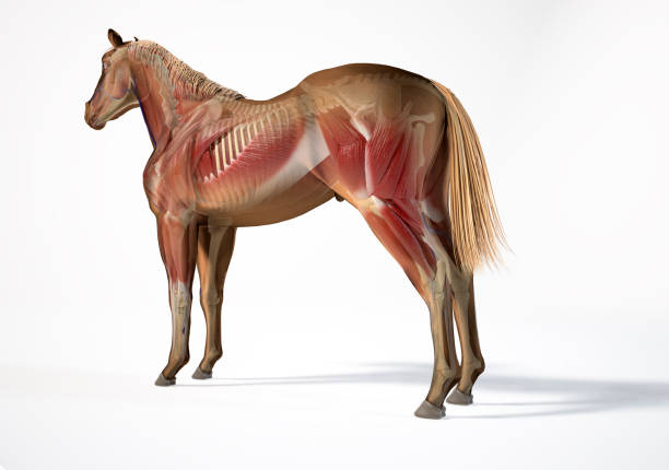 istock Horse Anatomy. Muscular and skeletal systems with ghost effect. 1212786711