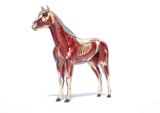 istock Horse Anatomy. Muscular system over grey silhouette 1212786731