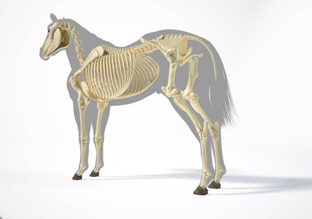 istock Horse Anatomy. Skeletal system over grey silhouette 1212786761