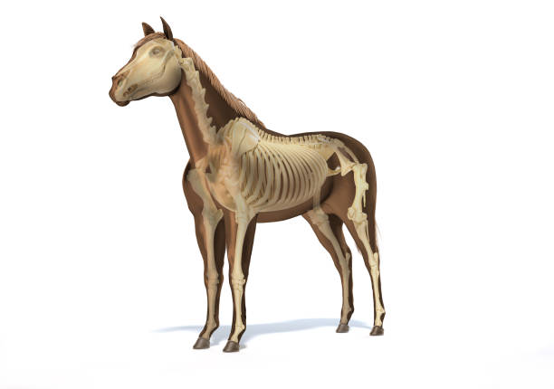 istock Horse Anatomy. Skeletal system with ghost effect. 1212786763