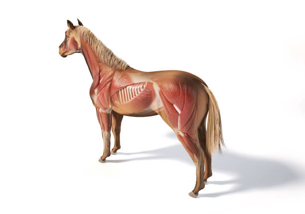 istock Horse Anatomy. Muscular system with ghost effect. 1212786765