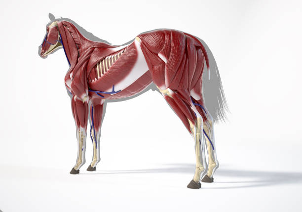 istock Horse Anatomy. Muscular system over grey silhouette 1212786775