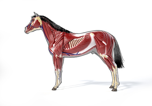 Horse Anatomy. Muscular system over grey silhouette and black outline. Side view on white background. Clipping path included.