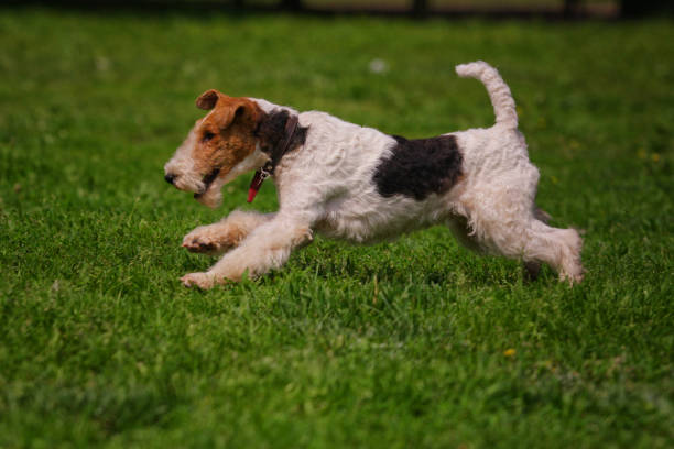 istock Dog Fox Terrier runs after a toy on the grass 1212786795