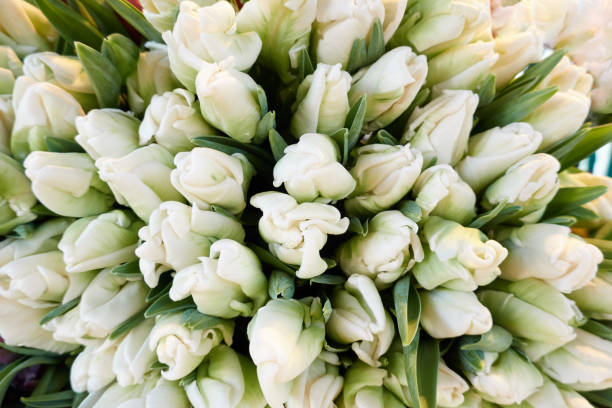 White tulips, close-up.