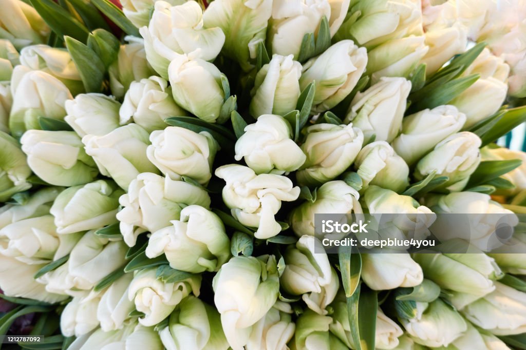 Tulip bouquet from above Tulip Stock Photo