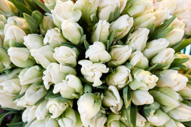 Tulip bouquet from above Tulip bouquet from above white tulips stock pictures, royalty-free photos & images