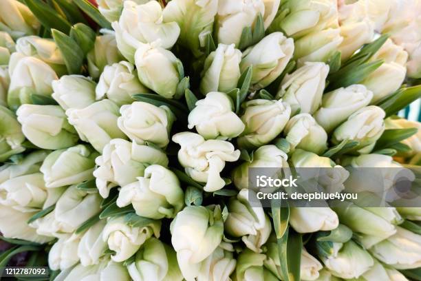 Tulip Bouquet From Above Stock Photo - Download Image Now - Tulip, White Color, Bunch of Flowers
