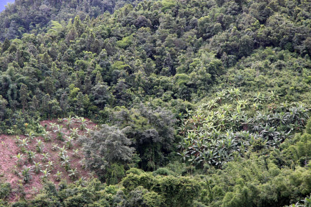istock banana plantation 1212787134