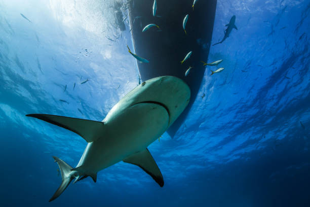 istock Lemon shark below the boat in Tiger Beach, Bahamas. 1212787222
