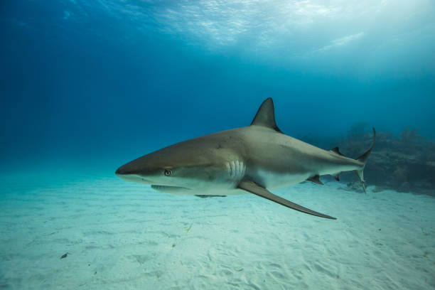 istock Caribbean reef shark in Tiger Beach, Bahamas. 1212787226