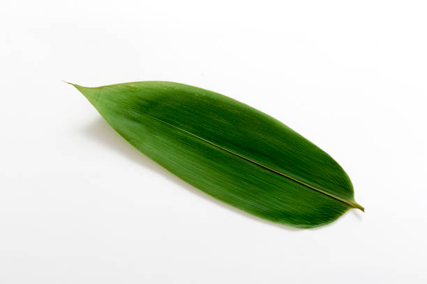 Bamboo leaf stock photo