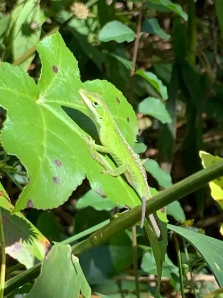 Green lizard camouflaged on green leaf