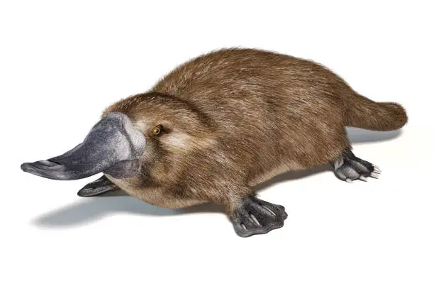 Semi-aquatic mammal, native in eastern Australia. On white background with drop shadow.