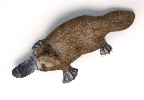 istock Platipus. Semi-aquatic mammal, native in eastern Australia. 1212787478