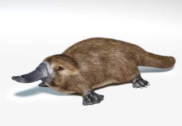 istock Platipus. Semi-aquatic mammal, native in eastern Australia. 1212787528