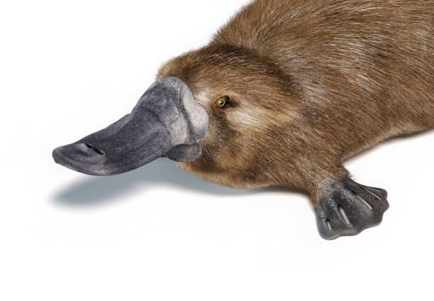 istock Platipus. Semi-aquatic mammal, native in eastern Australia. 1212787537