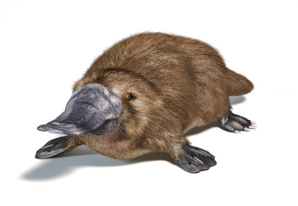 istock Platipus. Semi-aquatic mammal, native in eastern Australia. 1212787541