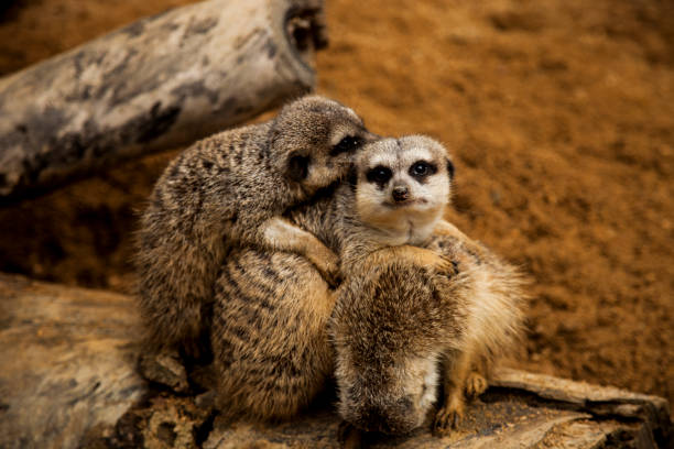 istock Group Of Meerkats 1212788710