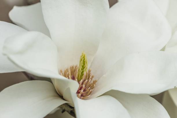 istock closeup on white magnolia flower 1212788759
