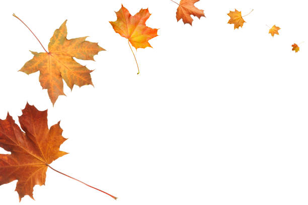 istock Autumn composition. Frame of autumn maple leaves on a white background.  Top view, copy space 1212789618