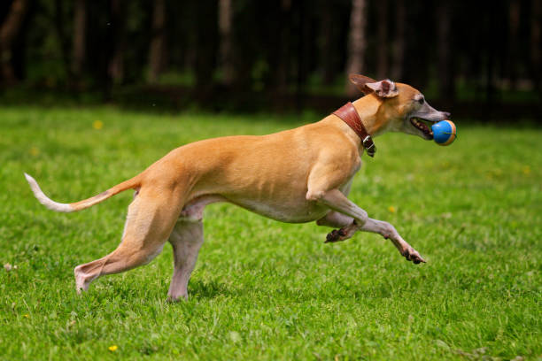 istock Hound dog runs after a toy on the grass 1212789643
