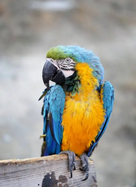Photo of a blue macaw in the Park