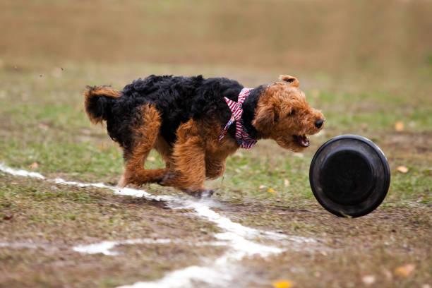 istock Welsh terrier dog catches Frisbee on the field in autumn 1212791663