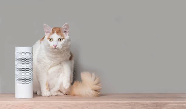 Cute tabby cat sitting beside a voice controlled smart speaker. Panoramic image with copy space.