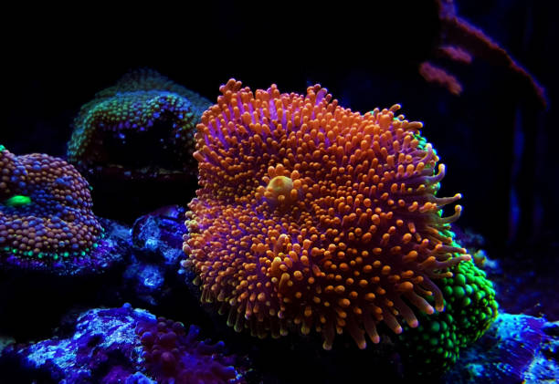 istock Ricordea Yuma isolated coral on frag plug 1212792734