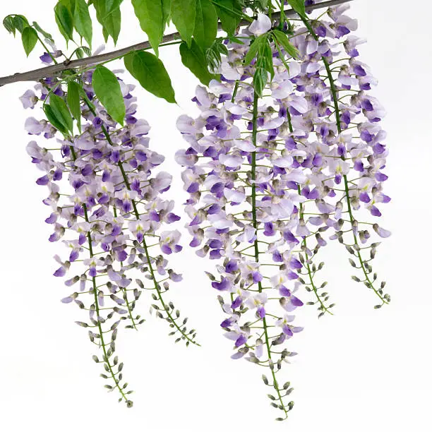 Violet flowers of wisterias on white backgrounds.
