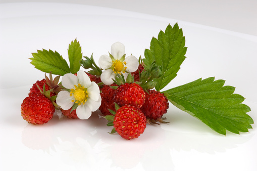 Wild strawberries on white plates. Selective focus, shallow DOF. White background.